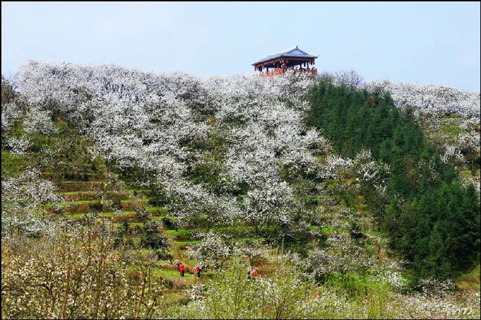【春天，广西桂林灌阳县向您发出邀请！】我们在灌阳看梨花 - 游山玩水 - 益阳生活社区 - 益阳28生活网 yiyang.28life.net