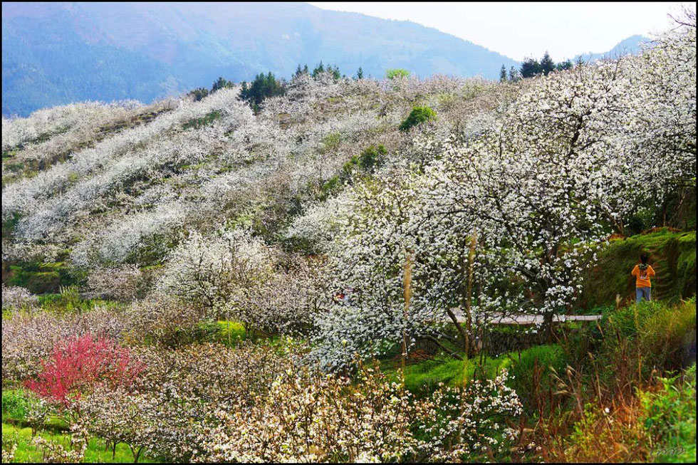 【春天，广西桂林灌阳县向您发出邀请！】我们在灌阳看梨花 - 游山玩水 - 益阳生活社区 - 益阳28生活网 yiyang.28life.net