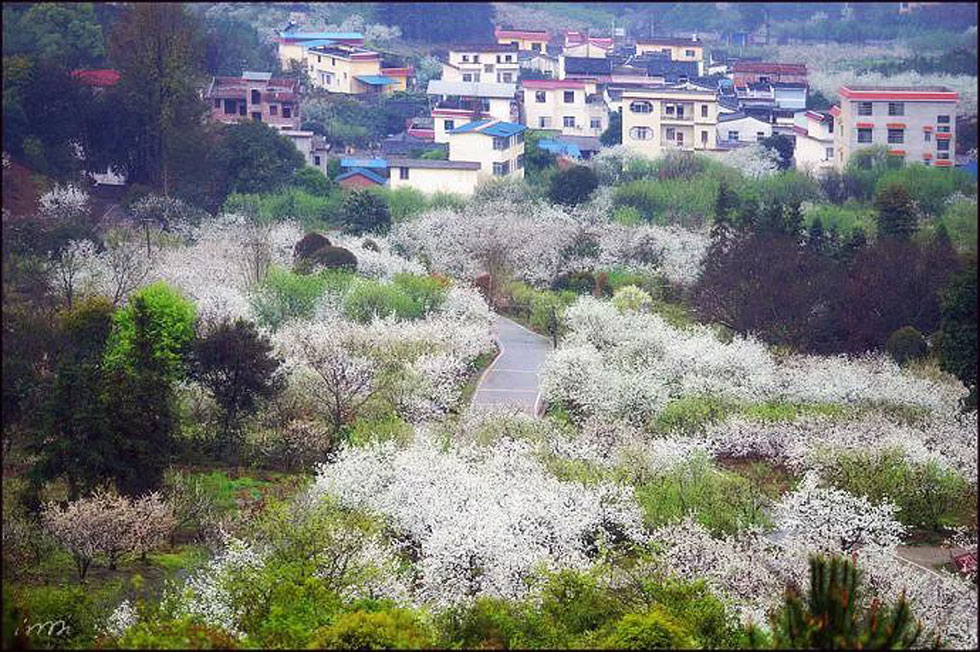 【春天，广西桂林灌阳县向您发出邀请！】我们在灌阳看梨花 - 游山玩水 - 益阳生活社区 - 益阳28生活网 yiyang.28life.net