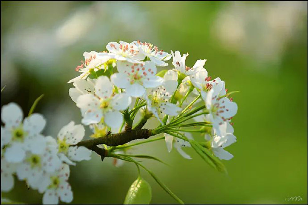 【春天，广西桂林灌阳县向您发出邀请！】我们在灌阳看梨花 - 游山玩水 - 益阳生活社区 - 益阳28生活网 yiyang.28life.net