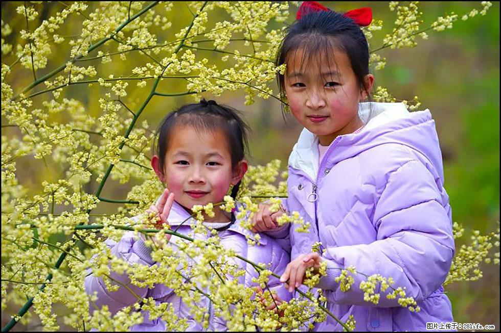 【春天，广西桂林灌阳县向您发出邀请！】米珠山前有片山苍子花在飘香 - 游山玩水 - 益阳生活社区 - 益阳28生活网 yiyang.28life.net