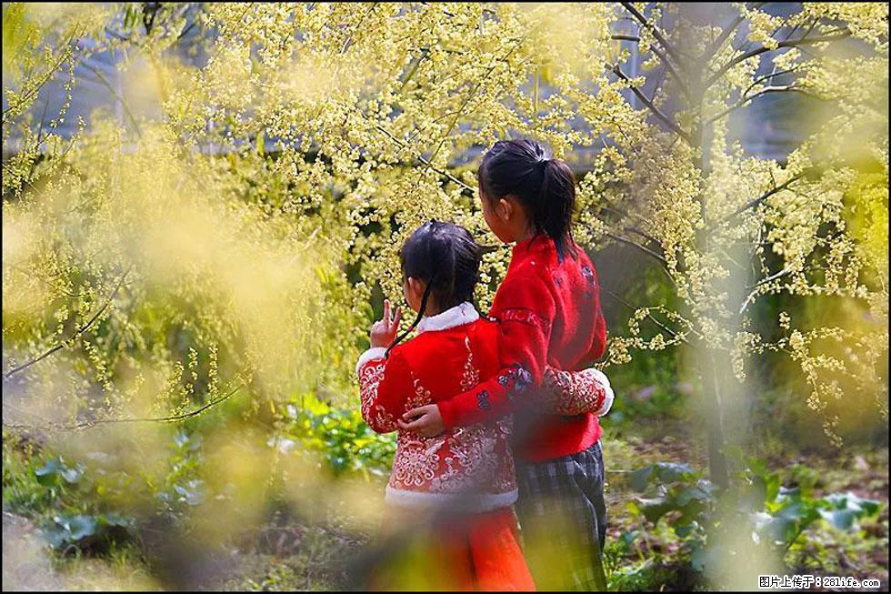 【春天，广西桂林灌阳县向您发出邀请！】米珠山前有片山苍子花在飘香 - 游山玩水 - 益阳生活社区 - 益阳28生活网 yiyang.28life.net