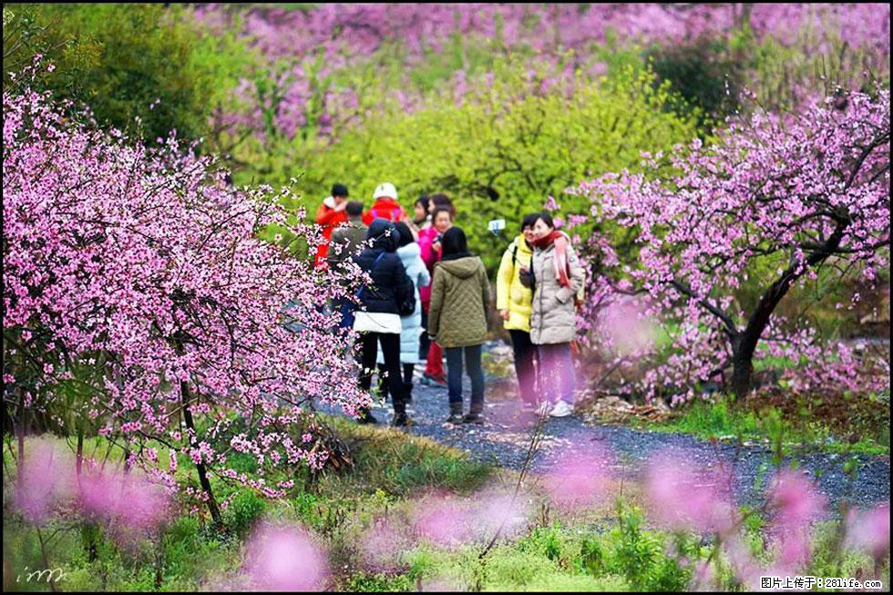 【春天，广西桂林灌阳县向您发出邀请！】官庄村有个醉美的桃花园 - 游山玩水 - 益阳生活社区 - 益阳28生活网 yiyang.28life.net