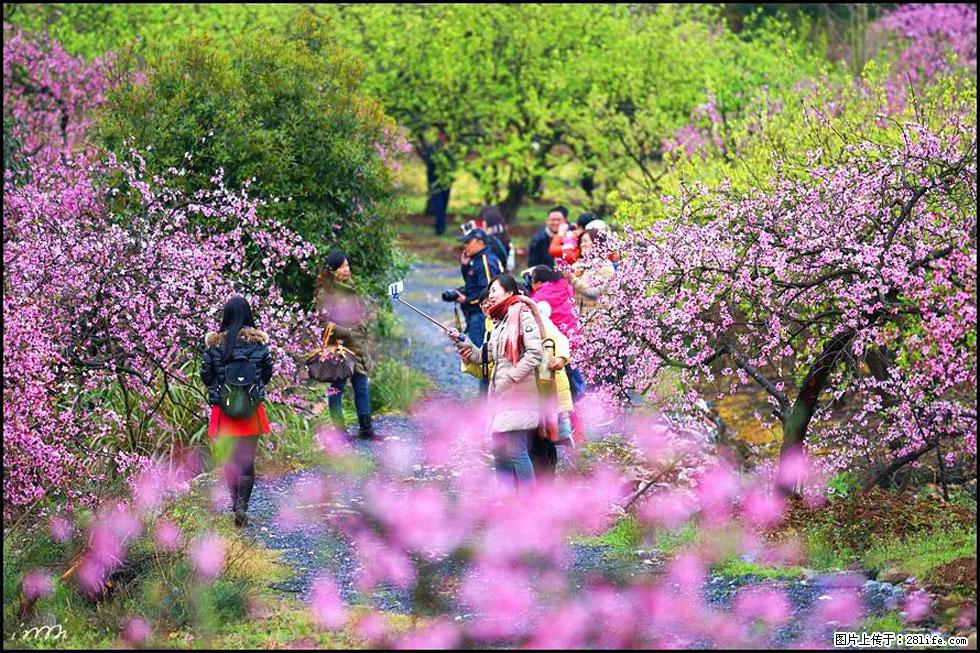 【春天，广西桂林灌阳县向您发出邀请！】官庄村有个醉美的桃花园 - 游山玩水 - 益阳生活社区 - 益阳28生活网 yiyang.28life.net