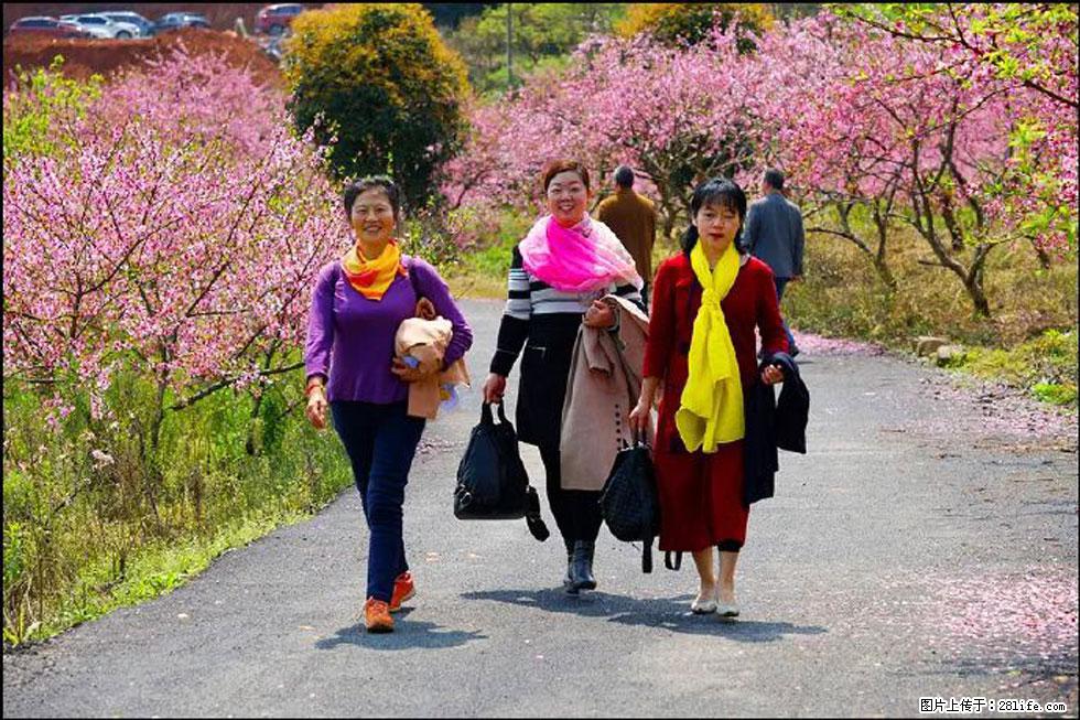 【春天，广西桂林灌阳县向您发出邀请！】官庄村有个醉美的桃花园 - 游山玩水 - 益阳生活社区 - 益阳28生活网 yiyang.28life.net