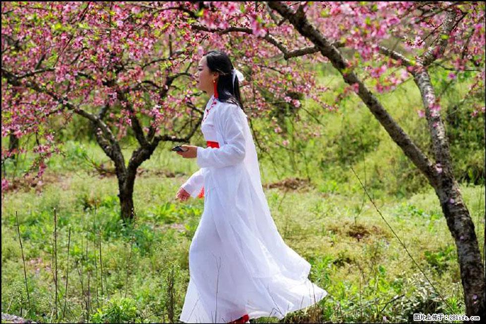 【春天，广西桂林灌阳县向您发出邀请！】官庄村有个醉美的桃花园 - 游山玩水 - 益阳生活社区 - 益阳28生活网 yiyang.28life.net