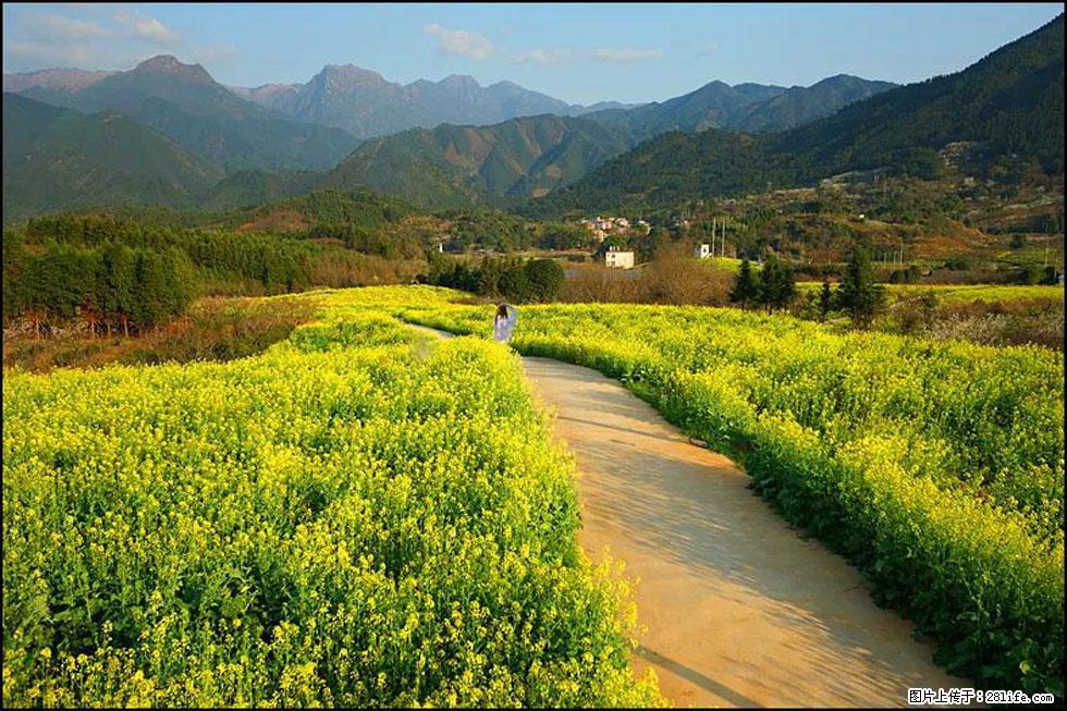 【春天，广西桂林灌阳县向您发出邀请！】长坪村油菜盛情花开 - 游山玩水 - 益阳生活社区 - 益阳28生活网 yiyang.28life.net