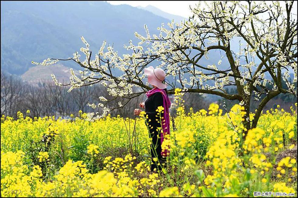 【春天，广西桂林灌阳县向您发出邀请！】长坪村油菜盛情花开 - 游山玩水 - 益阳生活社区 - 益阳28生活网 yiyang.28life.net