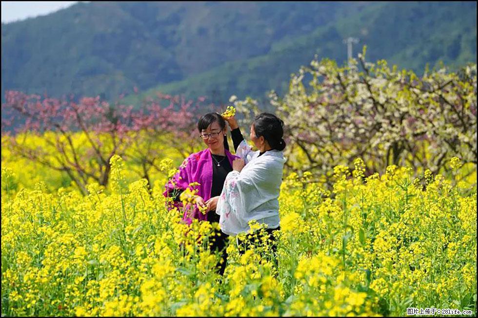 【春天，广西桂林灌阳县向您发出邀请！】长坪村油菜盛情花开 - 游山玩水 - 益阳生活社区 - 益阳28生活网 yiyang.28life.net