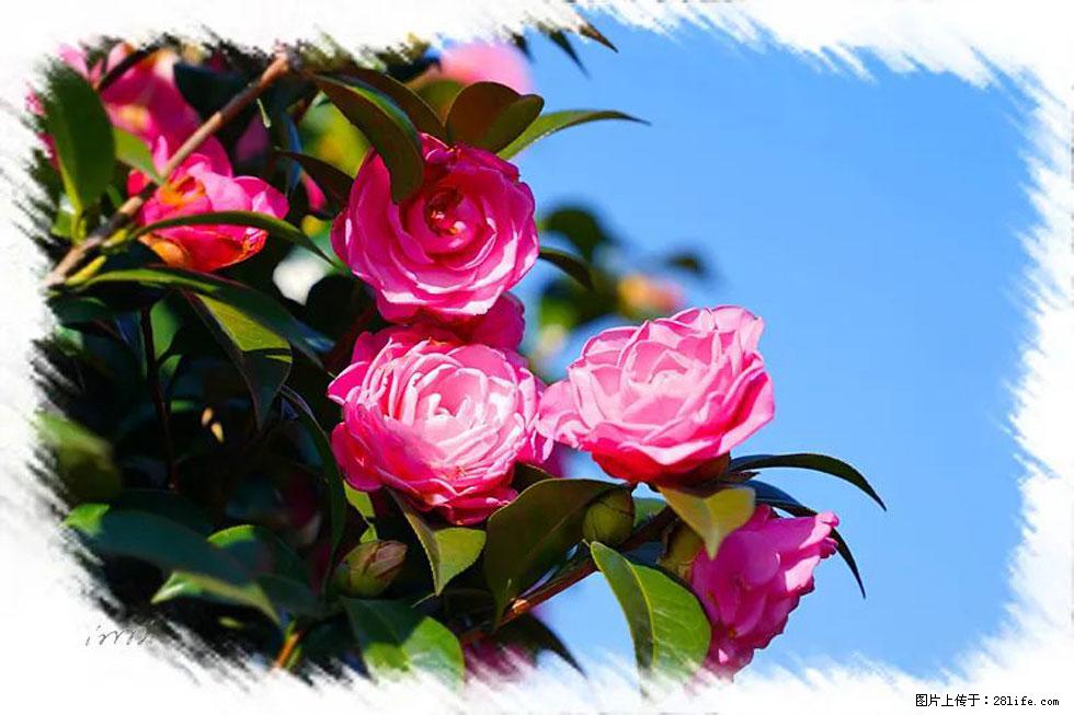 【春天，广西桂林灌阳县向您发出邀请！】杨柳井茶花惹人爱 - 游山玩水 - 益阳生活社区 - 益阳28生活网 yiyang.28life.net