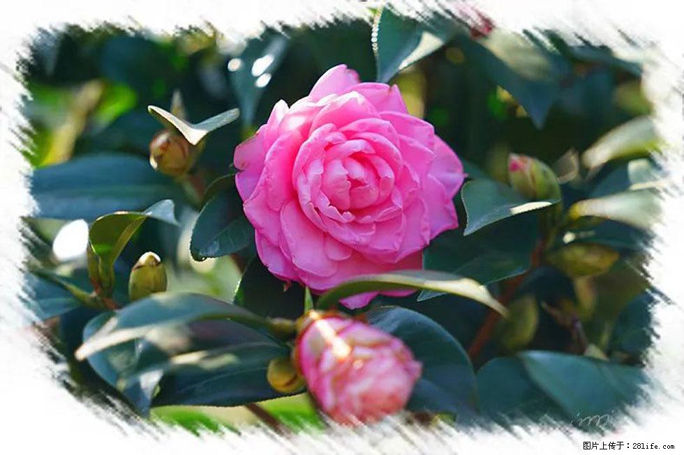 【春天，广西桂林灌阳县向您发出邀请！】杨柳井茶花惹人爱 - 游山玩水 - 益阳生活社区 - 益阳28生活网 yiyang.28life.net