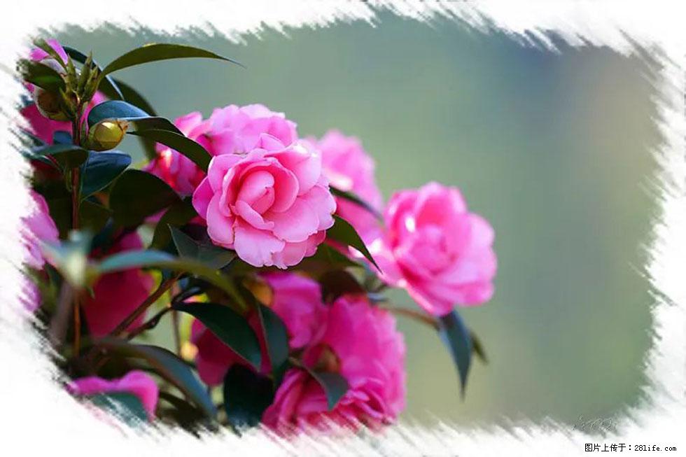 【春天，广西桂林灌阳县向您发出邀请！】杨柳井茶花惹人爱 - 游山玩水 - 益阳生活社区 - 益阳28生活网 yiyang.28life.net