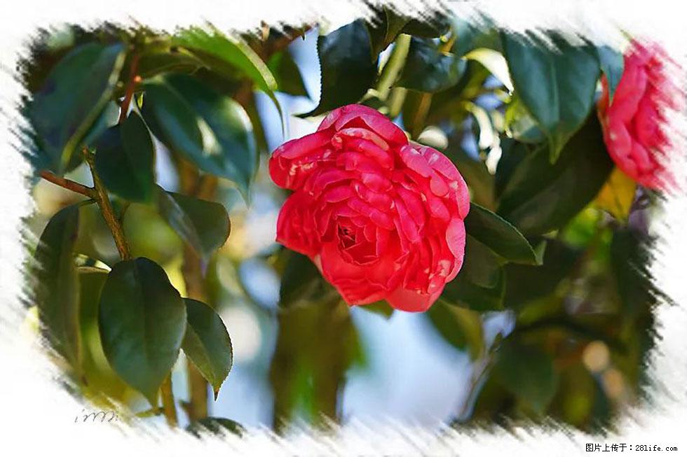 【春天，广西桂林灌阳县向您发出邀请！】杨柳井茶花惹人爱 - 游山玩水 - 益阳生活社区 - 益阳28生活网 yiyang.28life.net