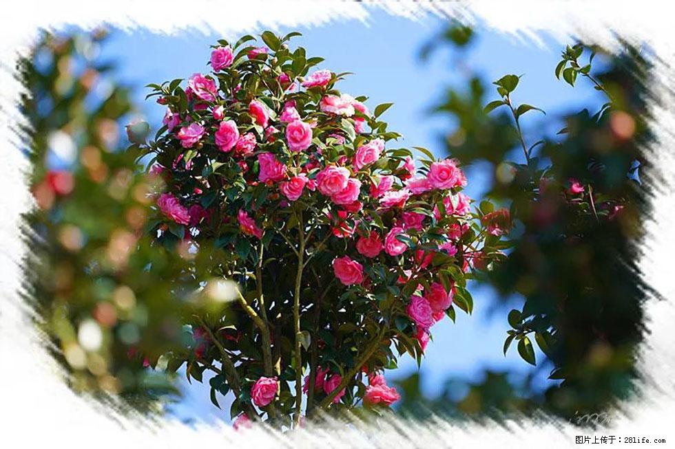 【春天，广西桂林灌阳县向您发出邀请！】杨柳井茶花惹人爱 - 游山玩水 - 益阳生活社区 - 益阳28生活网 yiyang.28life.net