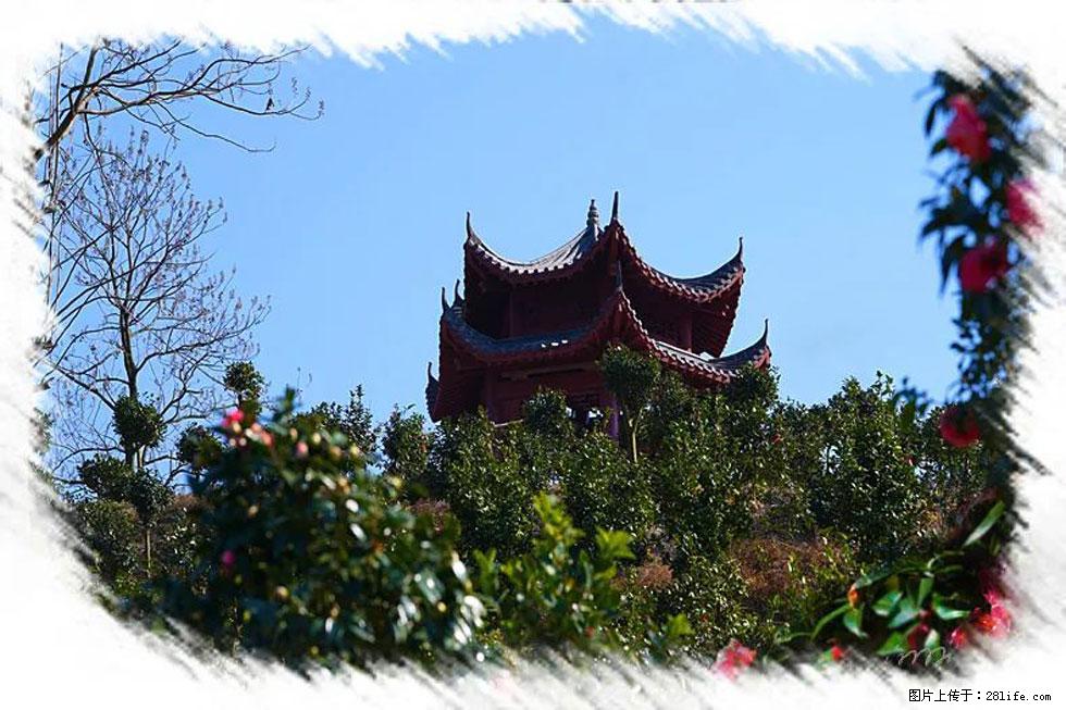 【春天，广西桂林灌阳县向您发出邀请！】杨柳井茶花惹人爱 - 游山玩水 - 益阳生活社区 - 益阳28生活网 yiyang.28life.net