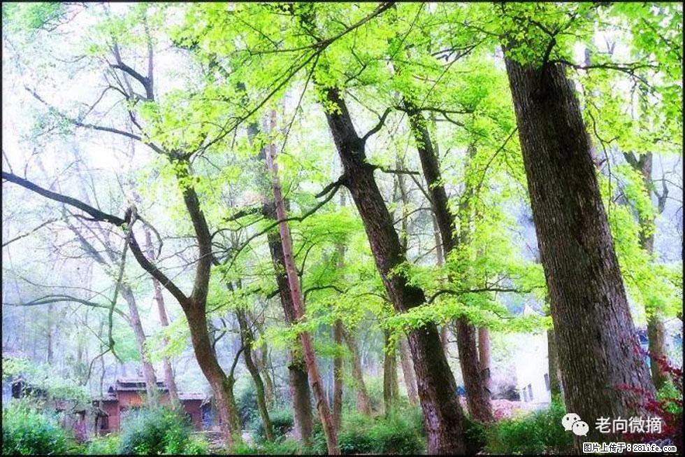 【春天，广西桂林灌阳县向您发出邀请！】在小龙村与春天约会 - 游山玩水 - 益阳生活社区 - 益阳28生活网 yiyang.28life.net