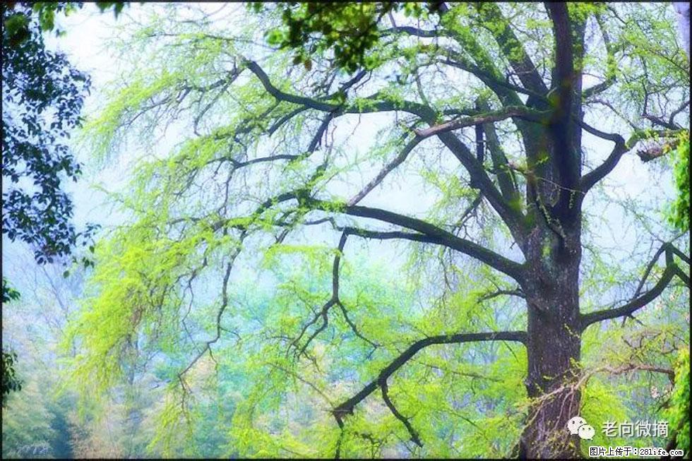 【春天，广西桂林灌阳县向您发出邀请！】在小龙村与春天约会 - 游山玩水 - 益阳生活社区 - 益阳28生活网 yiyang.28life.net