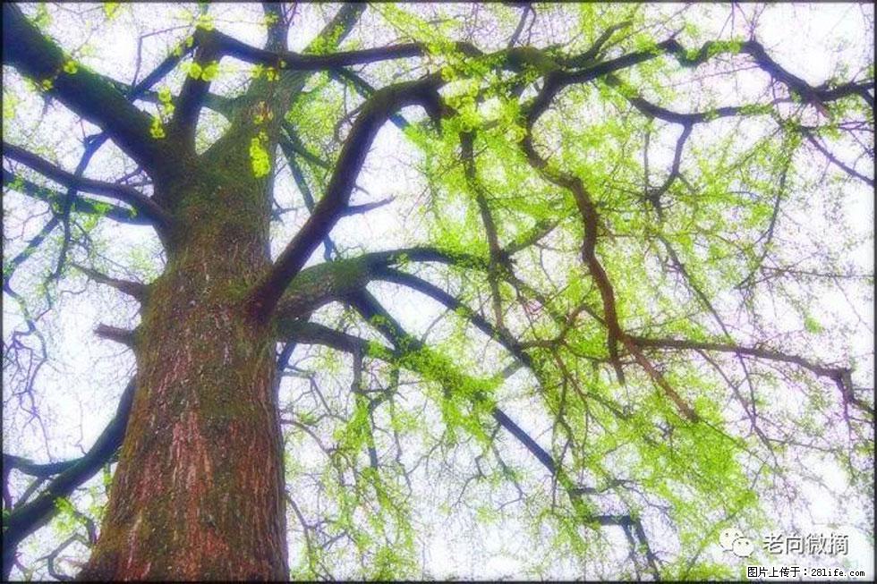 【春天，广西桂林灌阳县向您发出邀请！】在小龙村与春天约会 - 游山玩水 - 益阳生活社区 - 益阳28生活网 yiyang.28life.net