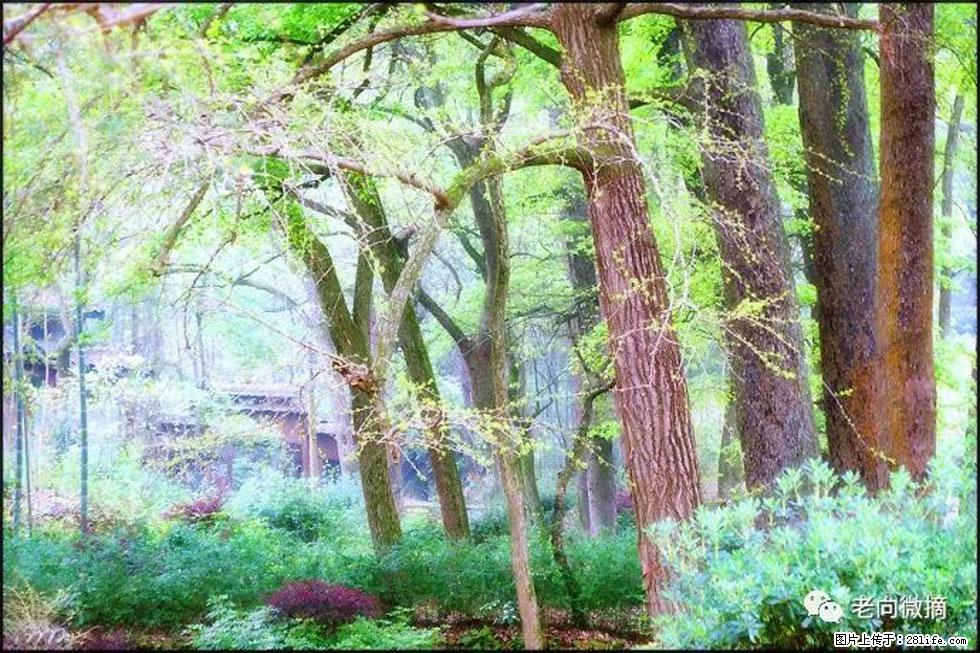 【春天，广西桂林灌阳县向您发出邀请！】在小龙村与春天约会 - 游山玩水 - 益阳生活社区 - 益阳28生活网 yiyang.28life.net