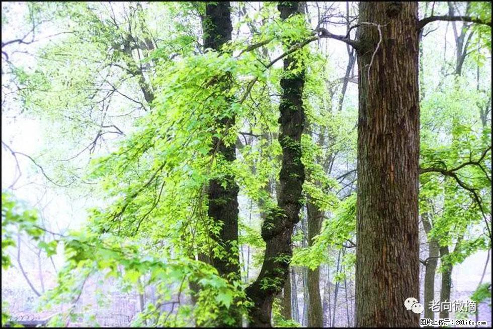 【春天，广西桂林灌阳县向您发出邀请！】在小龙村与春天约会 - 游山玩水 - 益阳生活社区 - 益阳28生活网 yiyang.28life.net