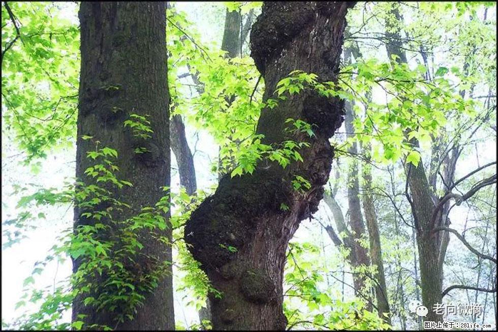 【春天，广西桂林灌阳县向您发出邀请！】在小龙村与春天约会 - 游山玩水 - 益阳生活社区 - 益阳28生活网 yiyang.28life.net