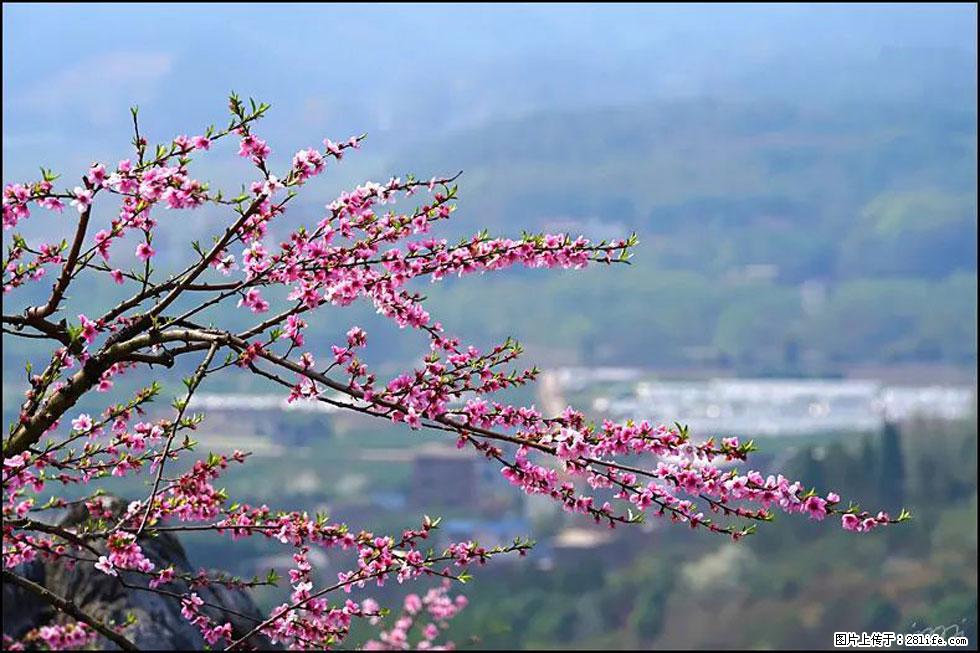 【春天，广西桂林灌阳县向您发出邀请！】望月岭上桃花开 - 游山玩水 - 益阳生活社区 - 益阳28生活网 yiyang.28life.net