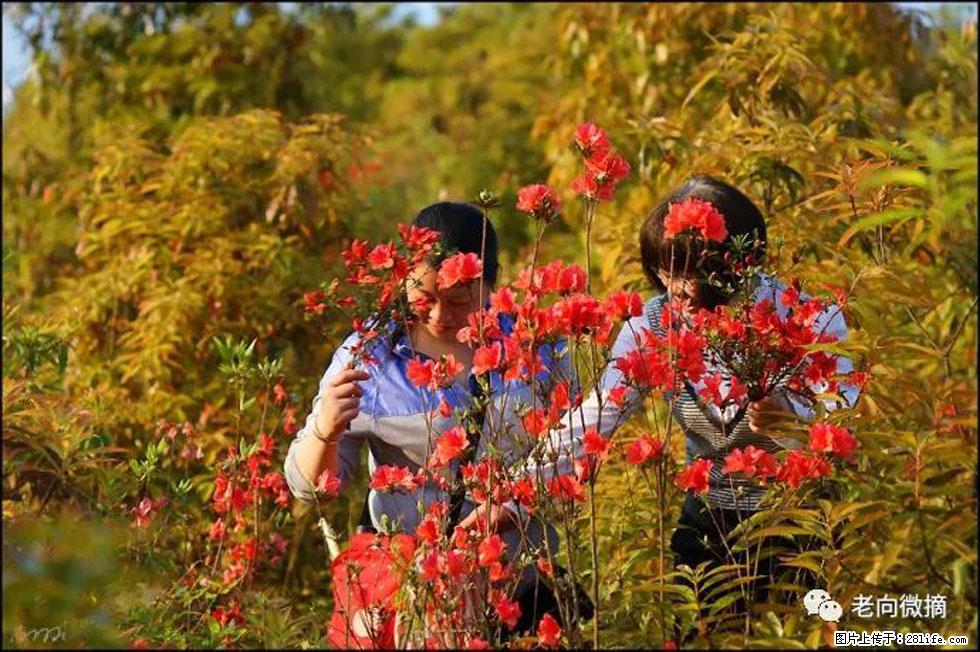 【春天，广西桂林灌阳县向您发出邀请！】登麒麟山，相约映山红 - 游山玩水 - 益阳生活社区 - 益阳28生活网 yiyang.28life.net
