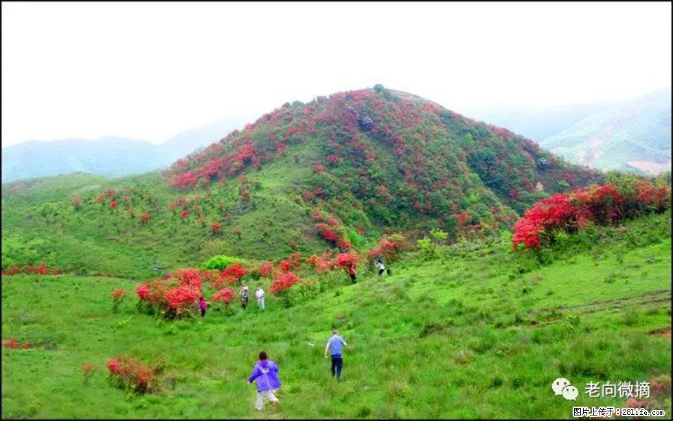 【春天，广西桂林灌阳县向您发出邀请！】宝盖山上映山红 - 游山玩水 - 益阳生活社区 - 益阳28生活网 yiyang.28life.net