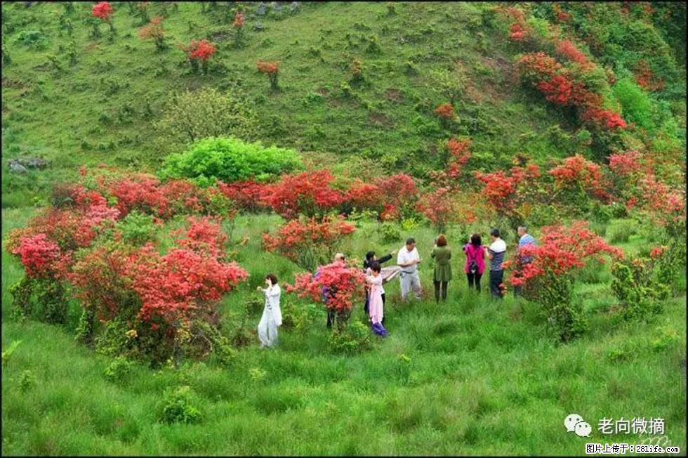 【春天，广西桂林灌阳县向您发出邀请！】宝盖山上映山红 - 游山玩水 - 益阳生活社区 - 益阳28生活网 yiyang.28life.net