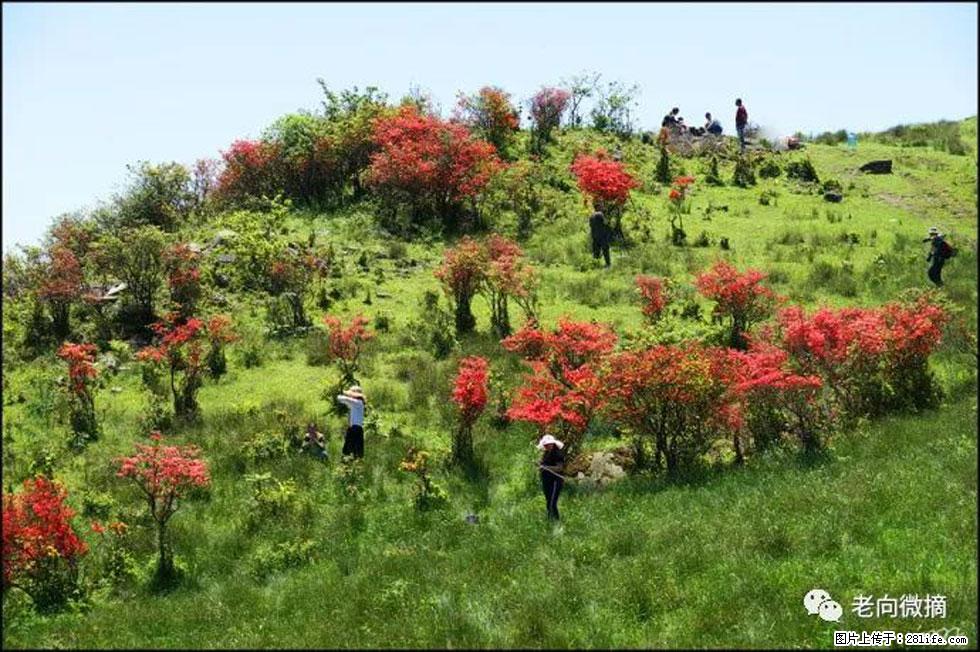 【春天，广西桂林灌阳县向您发出邀请！】宝盖山上映山红 - 游山玩水 - 益阳生活社区 - 益阳28生活网 yiyang.28life.net