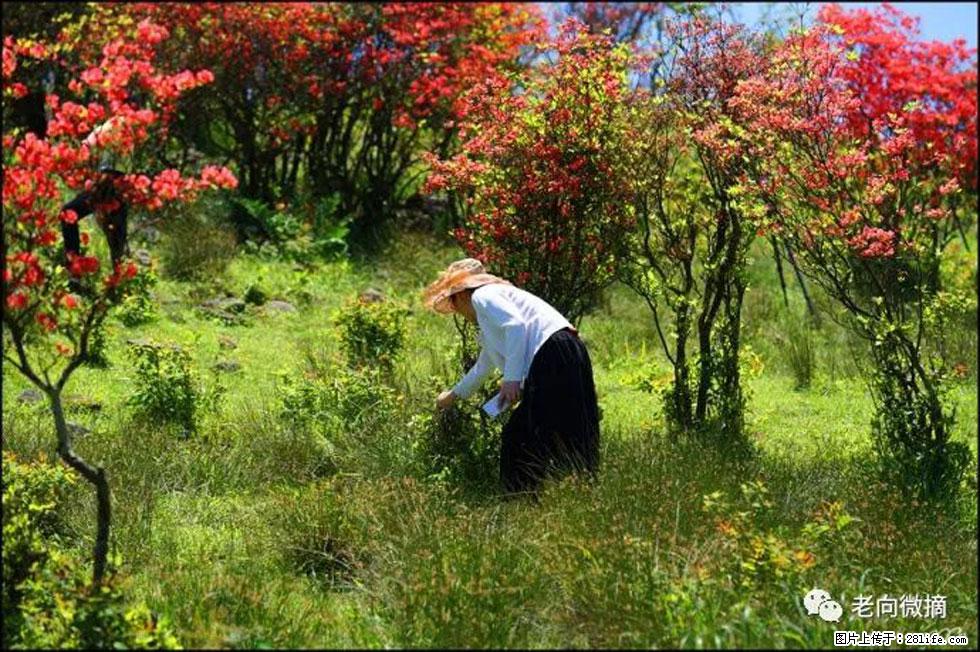 【春天，广西桂林灌阳县向您发出邀请！】宝盖山上映山红 - 游山玩水 - 益阳生活社区 - 益阳28生活网 yiyang.28life.net