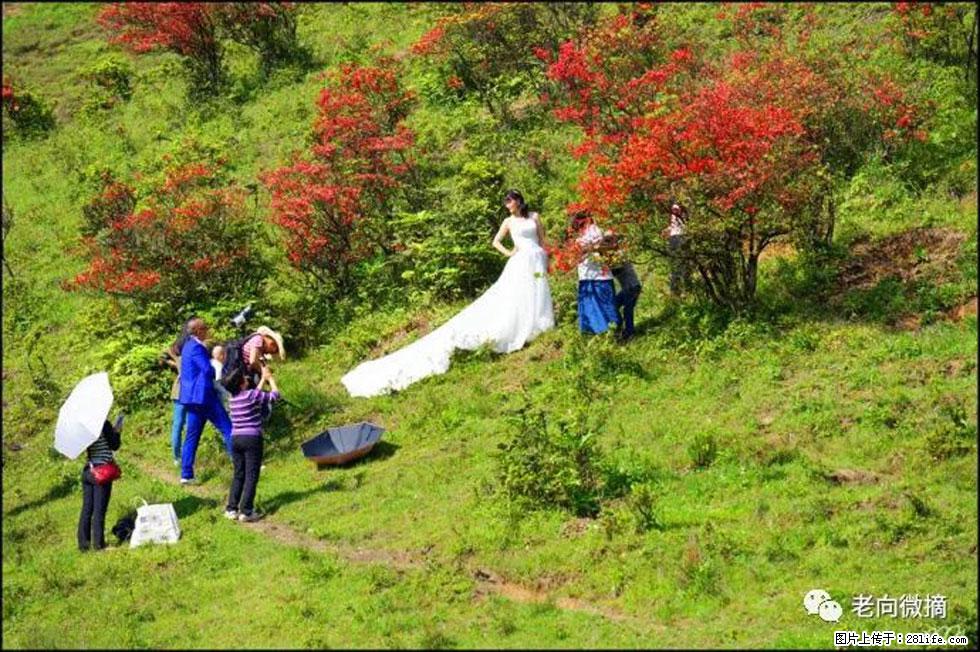 【春天，广西桂林灌阳县向您发出邀请！】宝盖山上映山红 - 游山玩水 - 益阳生活社区 - 益阳28生活网 yiyang.28life.net
