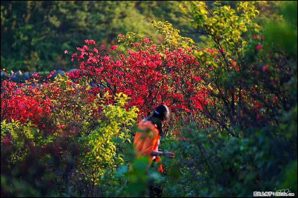 【春天，广西桂林灌阳县向您发出邀请！】春木界上映山红 - 游山玩水 - 益阳生活社区 - 益阳28生活网 yiyang.28life.net