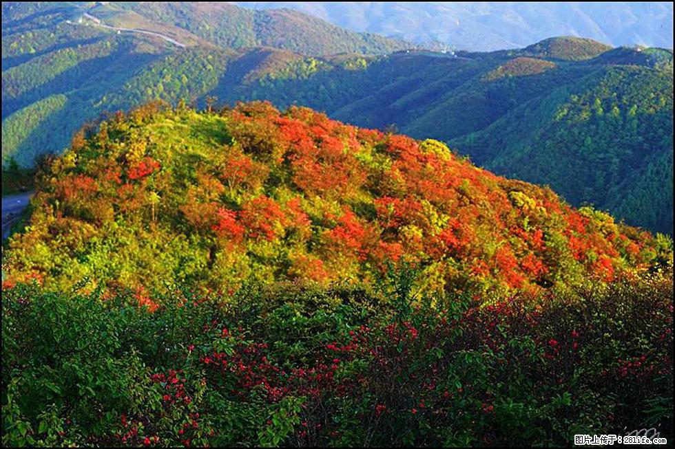 【春天，广西桂林灌阳县向您发出邀请！】春木界上映山红 - 游山玩水 - 益阳生活社区 - 益阳28生活网 yiyang.28life.net