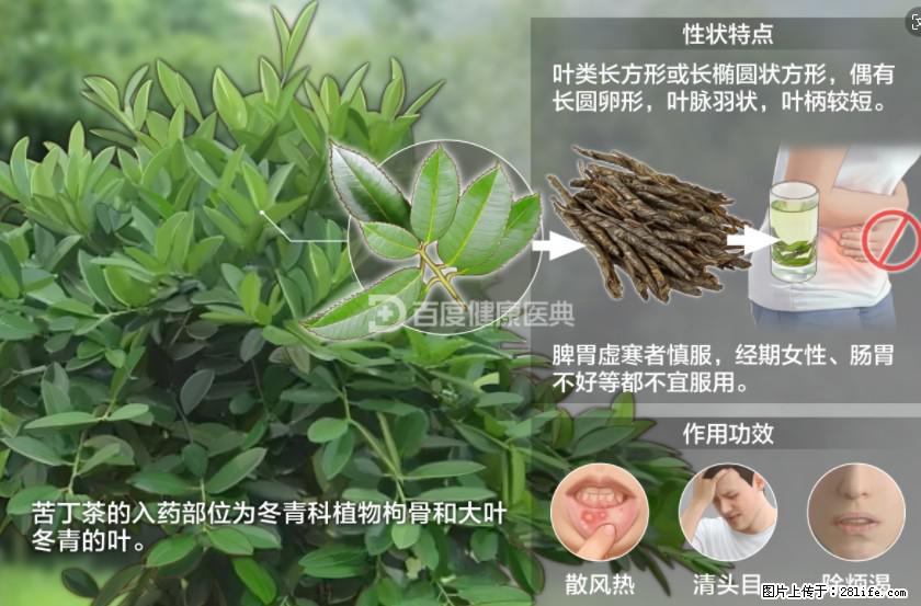 苦丁茶有哪些功效和作用 - 生活百科 - 益阳生活社区 - 益阳28生活网 yiyang.28life.net