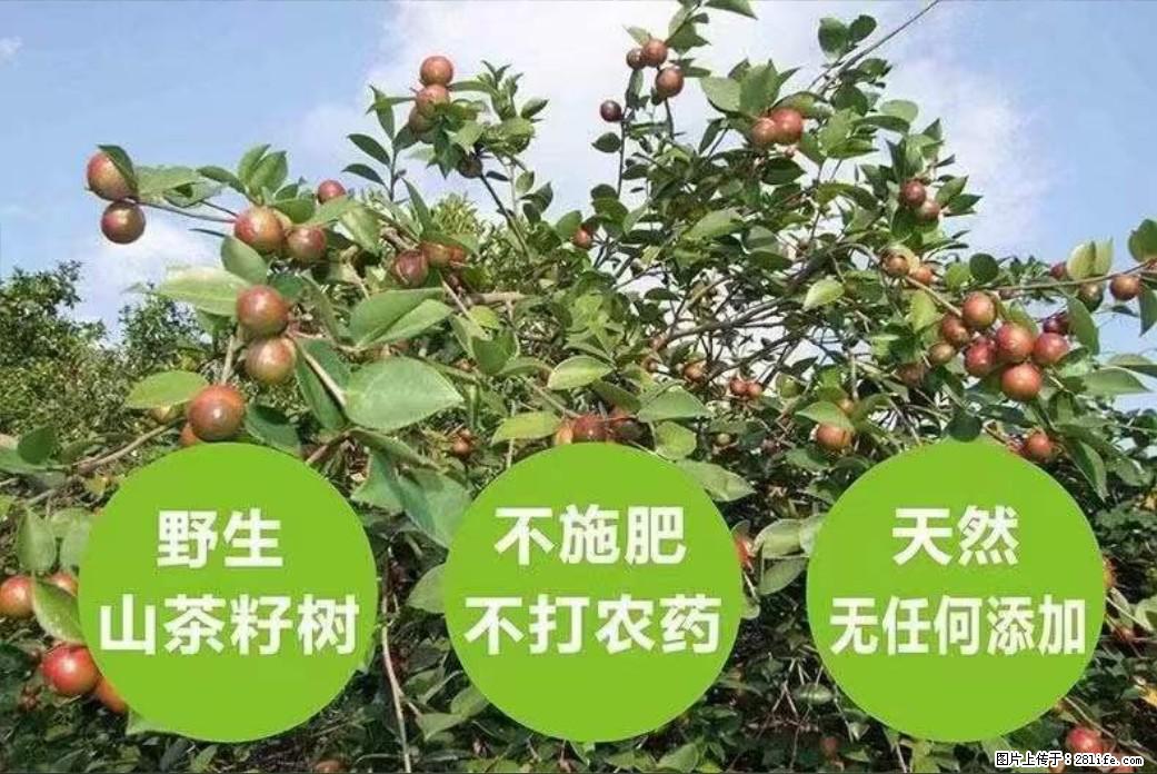 【灌阳县油茶产业示范区】一个有着充实的精神生活的人，对待身外之物自会有一种淡泊的态度 - 土特产 - 饮食特产 - 益阳分类信息 - 益阳28生活网 yiyang.28life.net