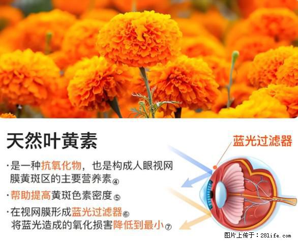 叶黄素有什么功效和作用 - 生活百科 - 益阳生活社区 - 益阳28生活网 yiyang.28life.net