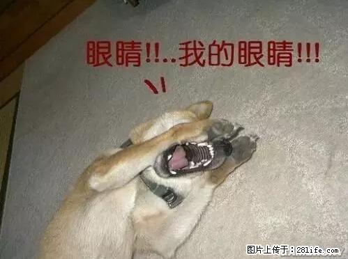 笑癫了！一女的怀孕三年未生，他终于忍不住了... - 娱乐八卦 - 益阳生活社区 - 益阳28生活网 yiyang.28life.net