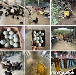 油茶园从小鸡仔开始养起的纯土鸡、土鸡蛋可以预定啦！还有前几天刚榨的纯山茶油哦 - 益阳28生活网 yiyang.28life.net