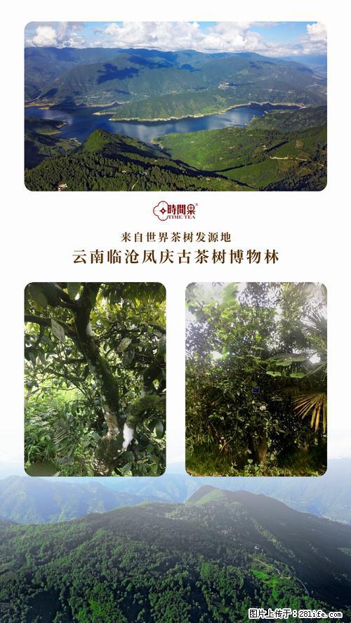 时间果百年古树2025年春红茶 - 购物交流 - 益阳生活社区 - 益阳28生活网 yiyang.28life.net