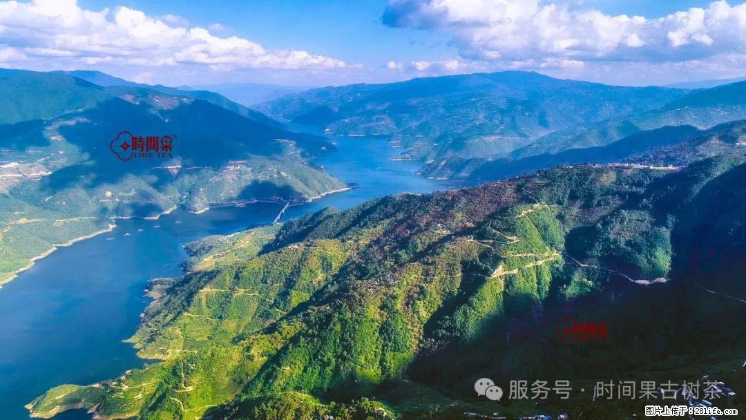 时间果百年古树龙珠普洱生茶 - 购物交流 - 益阳生活社区 - 益阳28生活网 yiyang.28life.net
