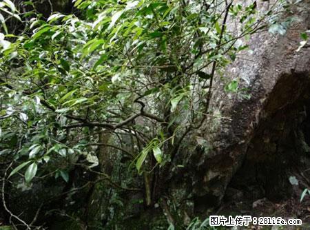 平乐石崖茶，珍贵仅次于金花茶 - 益阳生活资讯 - 益阳28生活网 yiyang.28life.net