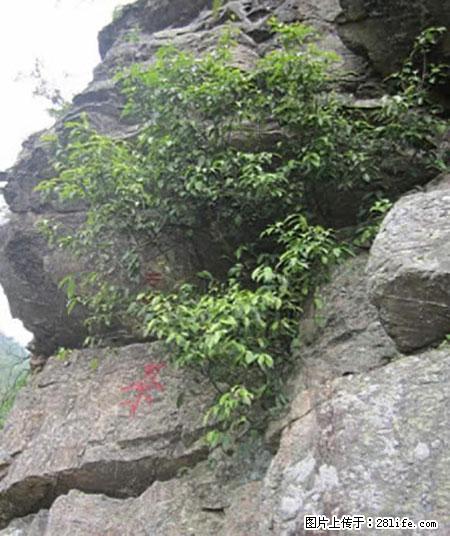 平乐石崖茶，珍贵仅次于金花茶 - 益阳生活资讯 - 益阳28生活网 yiyang.28life.net