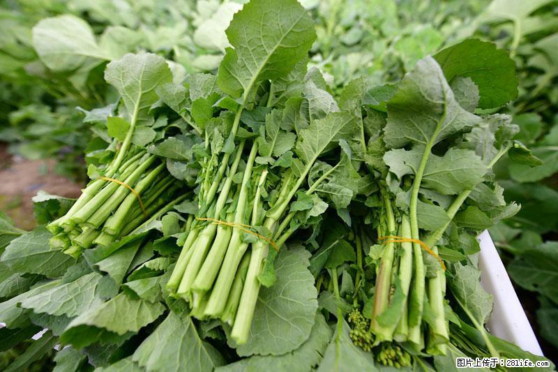 这些蔬菜是“天然钙片”，这6种被医生重点推荐 - 益阳生活资讯 - 益阳28生活网 yiyang.28life.net
